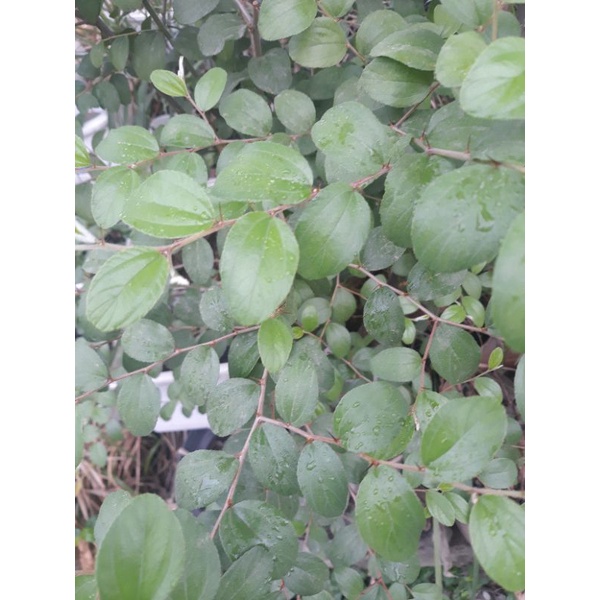 

daun bidara arab (ruqyah) / daun bidara arab sidr obat herbal daun ruqyah