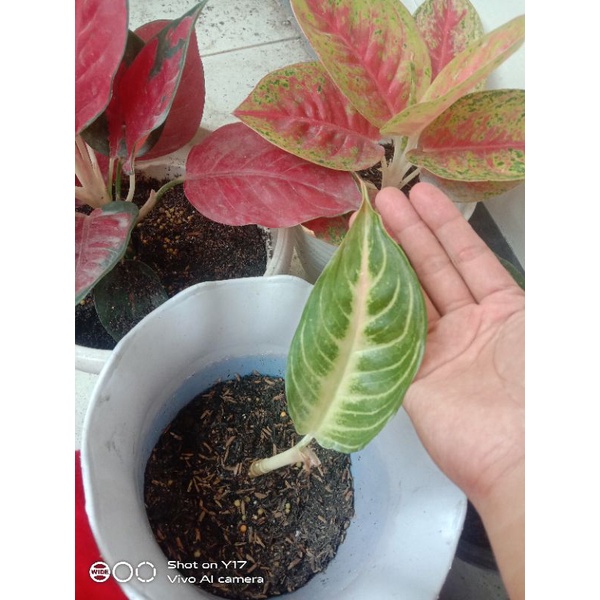 Aglonema Pink Sunset Aglo Termurah