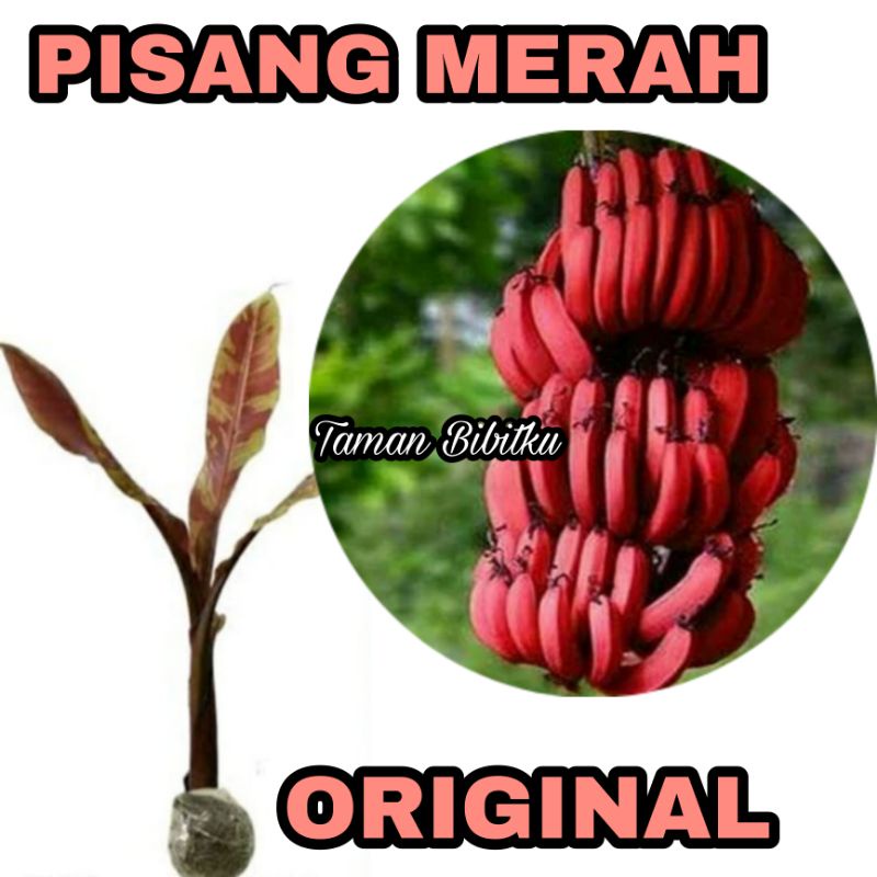 BIBIT PISANG MERAH SUMATERA