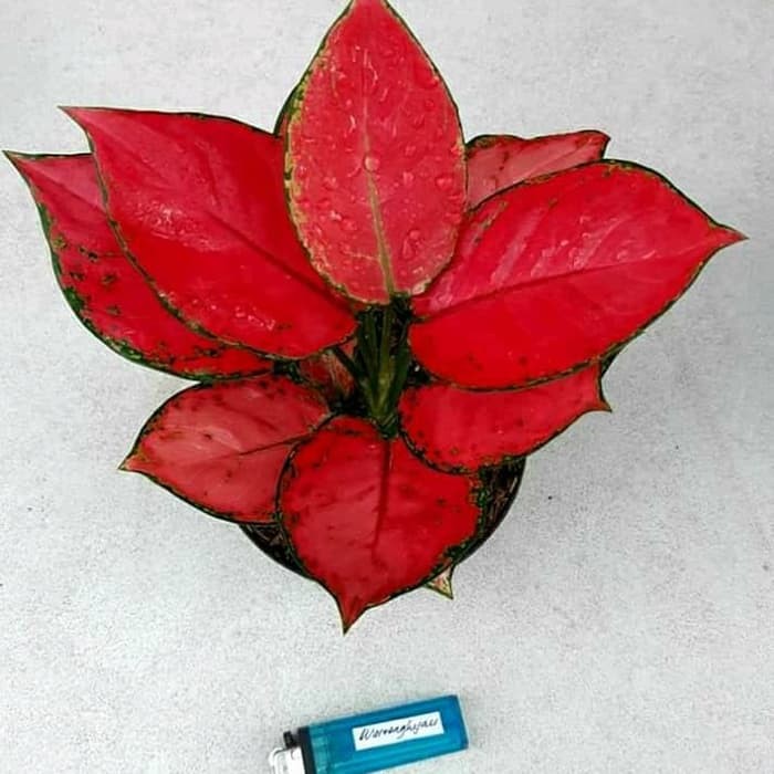 tanaman hias hias aglonema red anjamani incidule pot - aglonema + pot