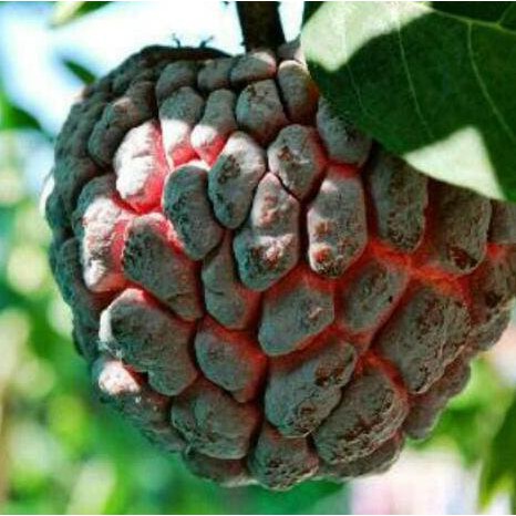 $Baru# Bibit Tanaman Buah Srikaya Merah