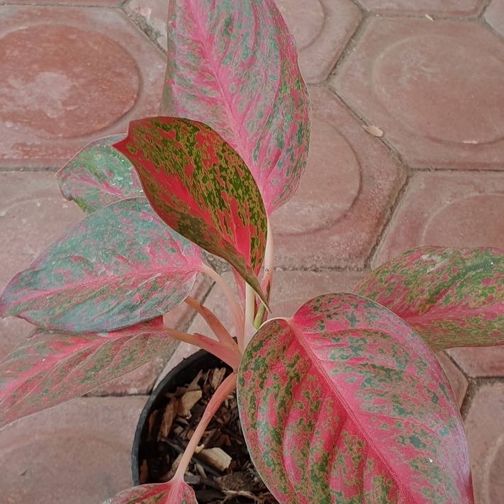 Aglonema Red stardust / Aglonema Red Stardust Remaja