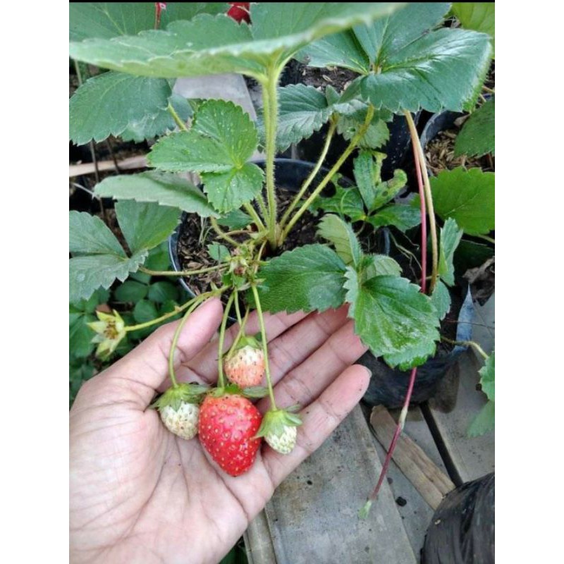 BIBIT STRAWBERRY GIANT AUSTRALIA TANAMAN STRAWBERRY BIBIT STROBERI STROBERY