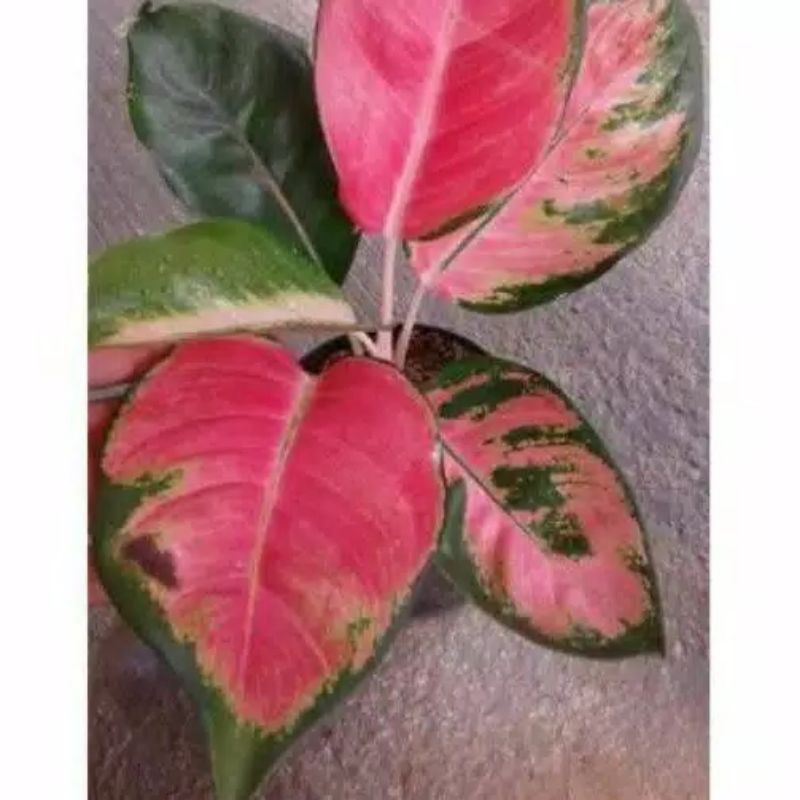 Tanaman Aglonema Red kocin