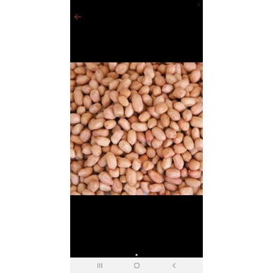 

kacang tanah