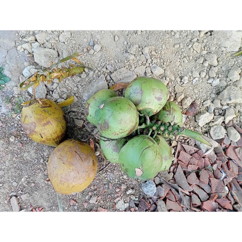 

Degan Wulung Stok Terbatas