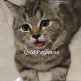 Harga Vaksin Kucing Dan Jadwal Vaksinasi Lengkap  Jenisnya