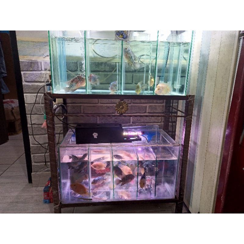 

paket louhn SRD & Cencu dapat 2 ikan