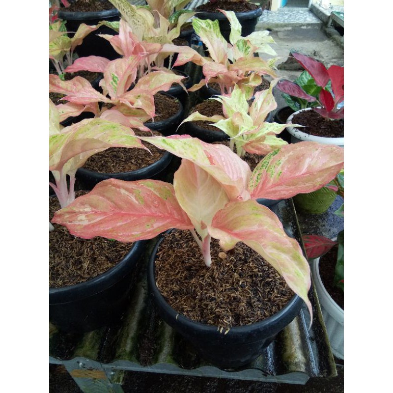 Aglonema Bidadari var. Dewasa, Remaja dan Super Jumbo 4 - 8 Daun
