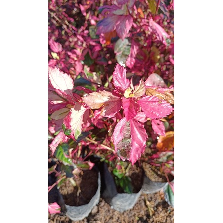 bunga sepatu varigata