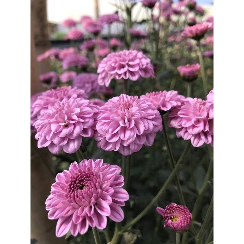 bunga krisan bibit krisan murah