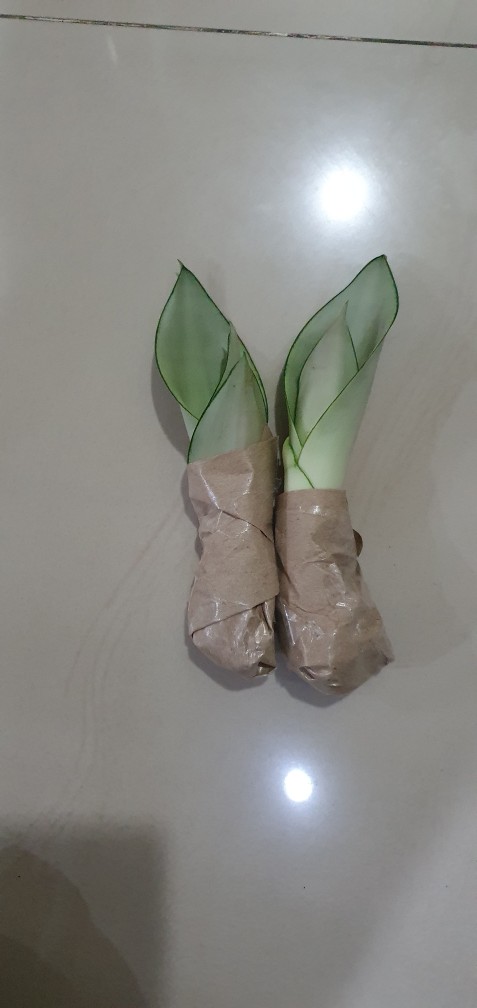 Sanseviera Moon Shine Lidah Mertua Mousen Tanaman Indoor - Nabata