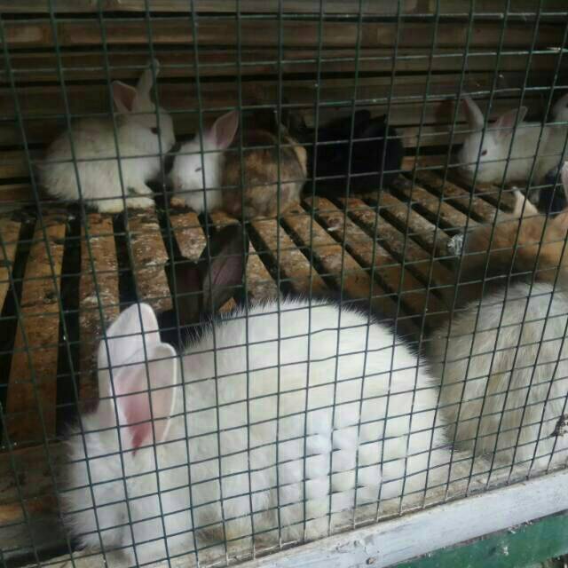 Kelinci Anakan Bligon & Rex