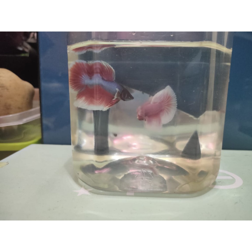 Ikan cupang hias HMPK big ear