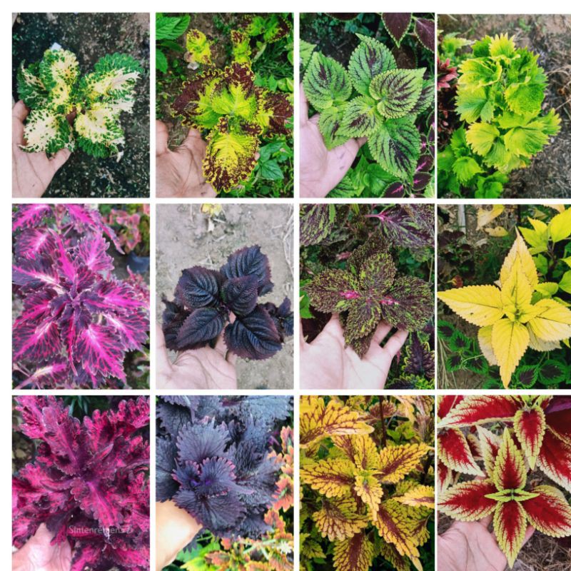 Tanaman Hias Murah 20 Jenis Miana Langka Bunga Miana Premium