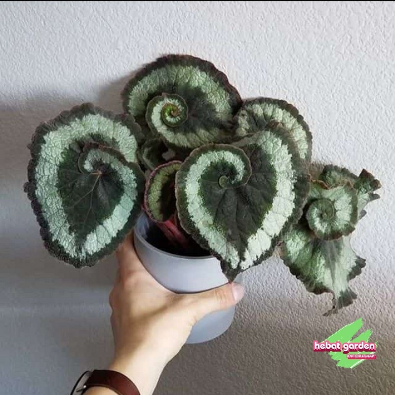 Begonia Keong - Begonia Escargot