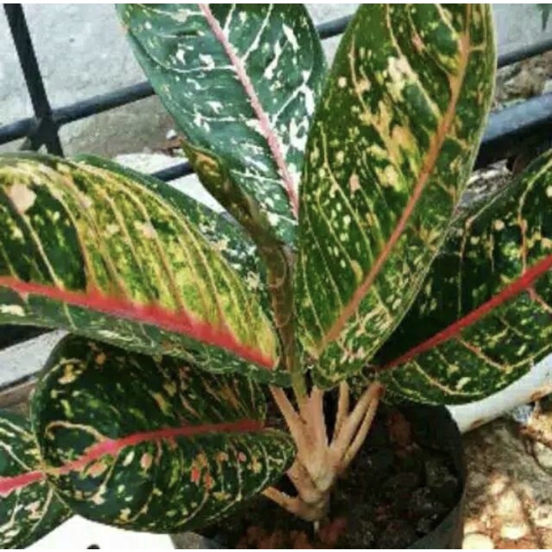 Aglonema Donacarmen lokal/Aglonema