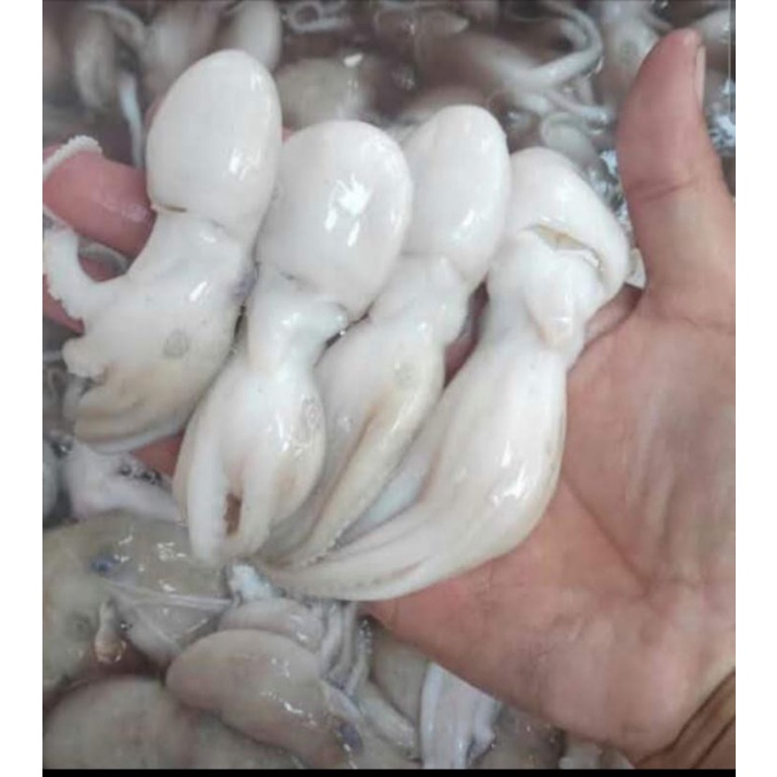 seafood sea food gurita frozen 1 kg