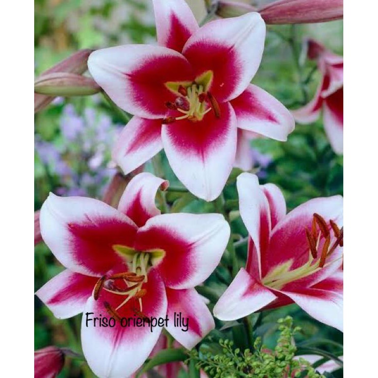 (Hot Item) Umbi Bunga Lilium Import ><