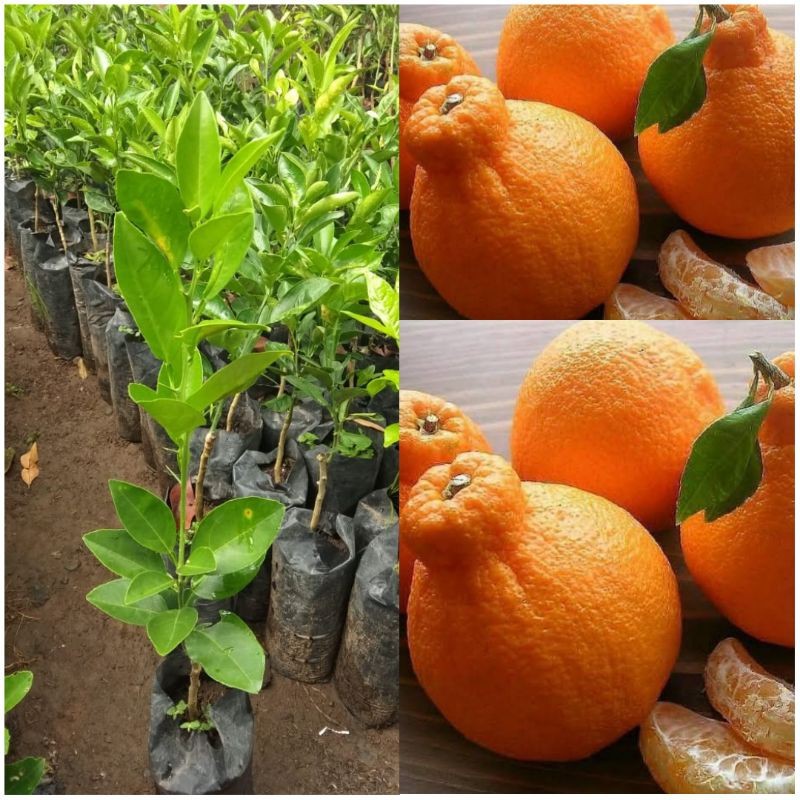 BIBIT BUAH JERUK DEKOPON OKULASI BIBIT JERUK DEKOPON TAMBULAPOT