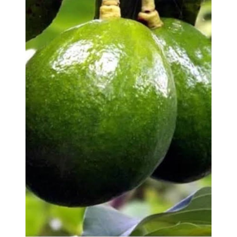 

MURAH bibit buah alpukat jenis markos unggul.sambong pucuk.