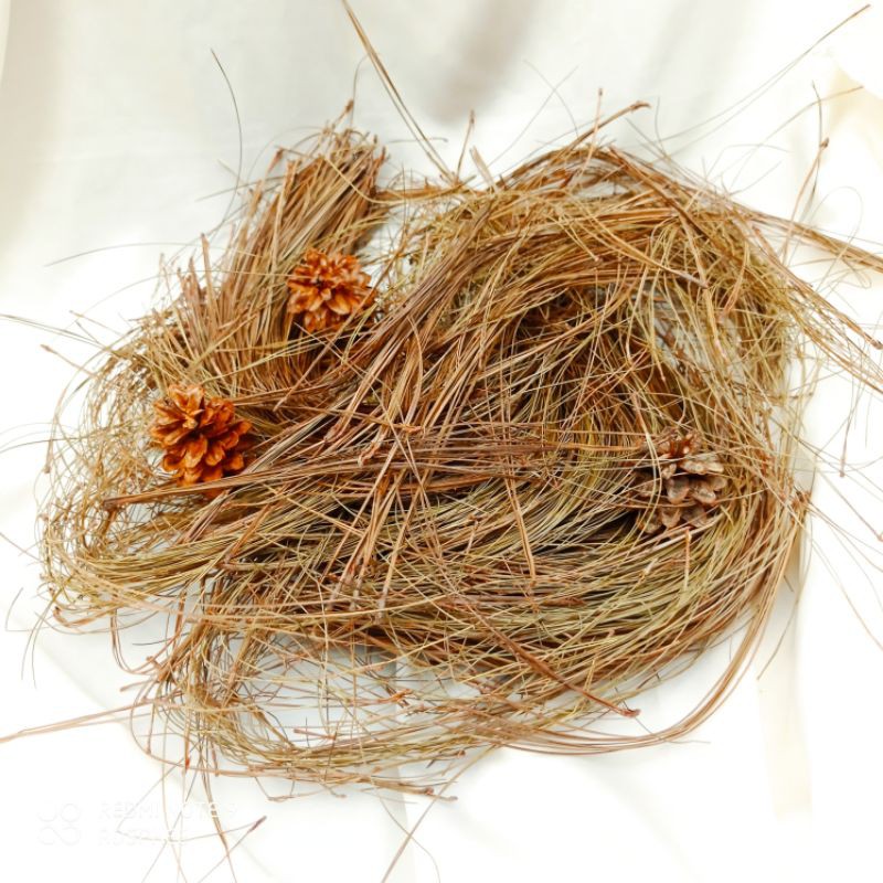 Jual Daun Pinus Kering Sangkar Burung Craft Mahar Kerajinan Shopee Indonesia 8454