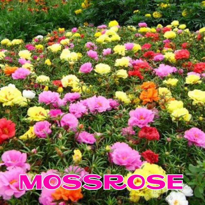 Benih Bunga Hias Mossrose Krokot Sutra Bombay Portulaca