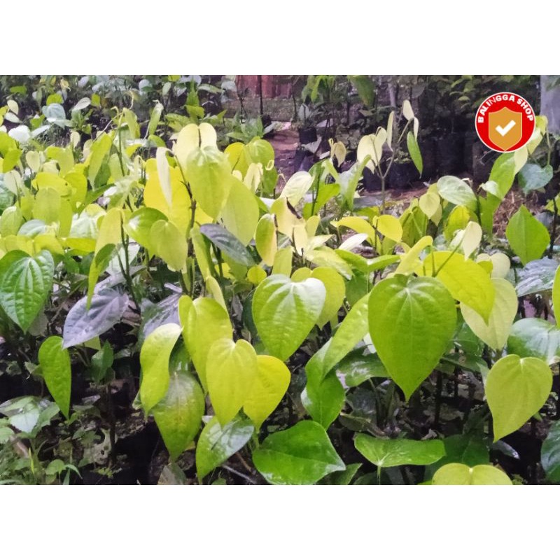 6 Bibit Lada Sambung Melada Unggul Lokal