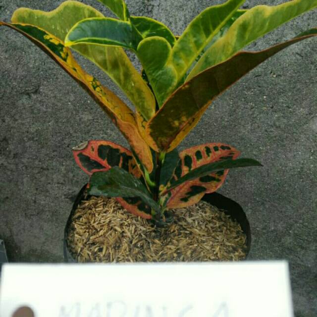 Tanaman Hias Puring Koleksi Marinca