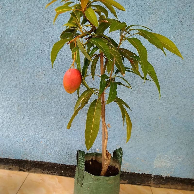 Bibit Tanaman Buah Mangga Gedong Gincu Super Indramayu Cepat Buah Hasil Okulasi Setek Cangkok