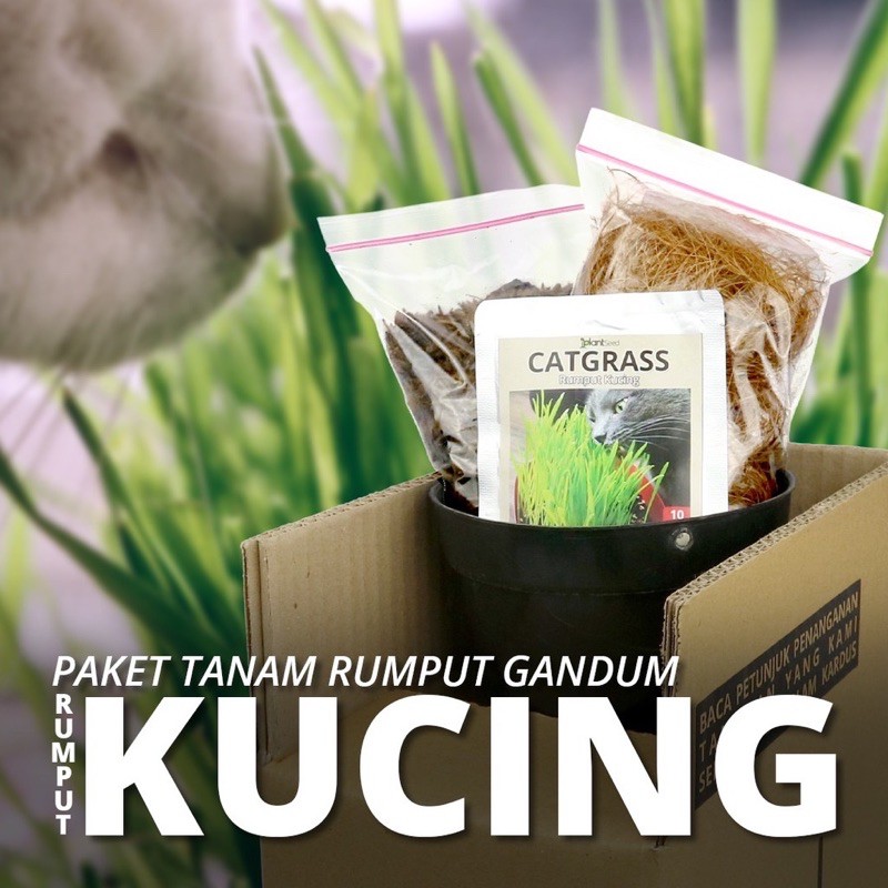 Bibit rumput kucing paket lengkap dengan pot media tanam tanah biji gandum wheatgrass wheat grass