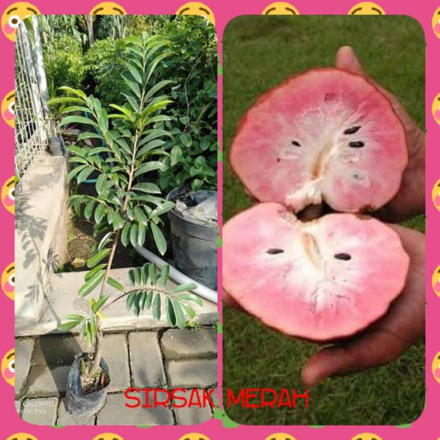 Bibit tanaman buah sirsak merah