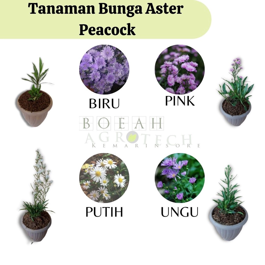 Bibit Tanaman Hias Bunga Aster Peacock /Aster Pikok Berbunga Bisa Pilih Warna