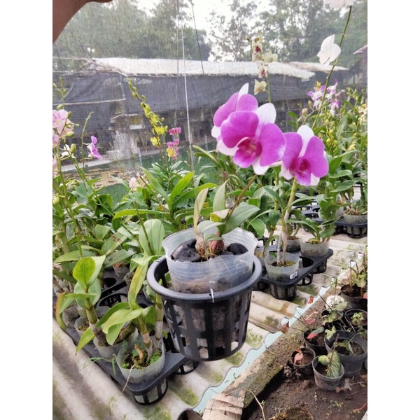 dendro mini spike kenop