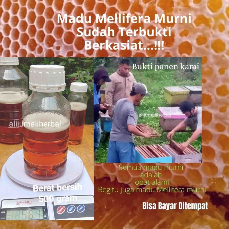 

Madu Perkebunan Madu Asli Murni Mellifera 500(Nektar Bunga Alam) untuk Darah tinggi lambung kolesterol gula maag sakit perut imun alami