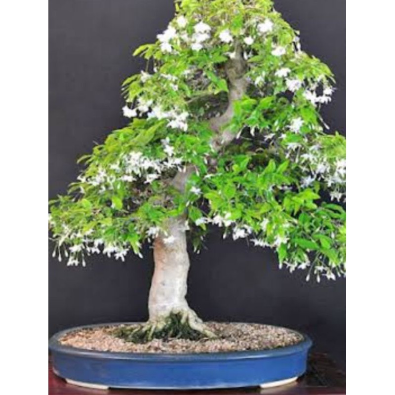 5 seed Biji Bonsai ANTING PUTRI