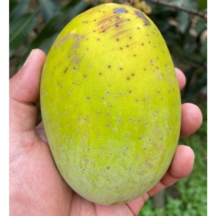 

MANGGA KWENI 1KG/MANGGA KWENI FRESH