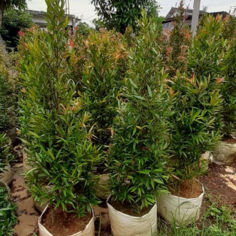 Tanaman hias pucuk merah 2meter