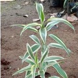 Tanaman hias Sri rejeki varigata