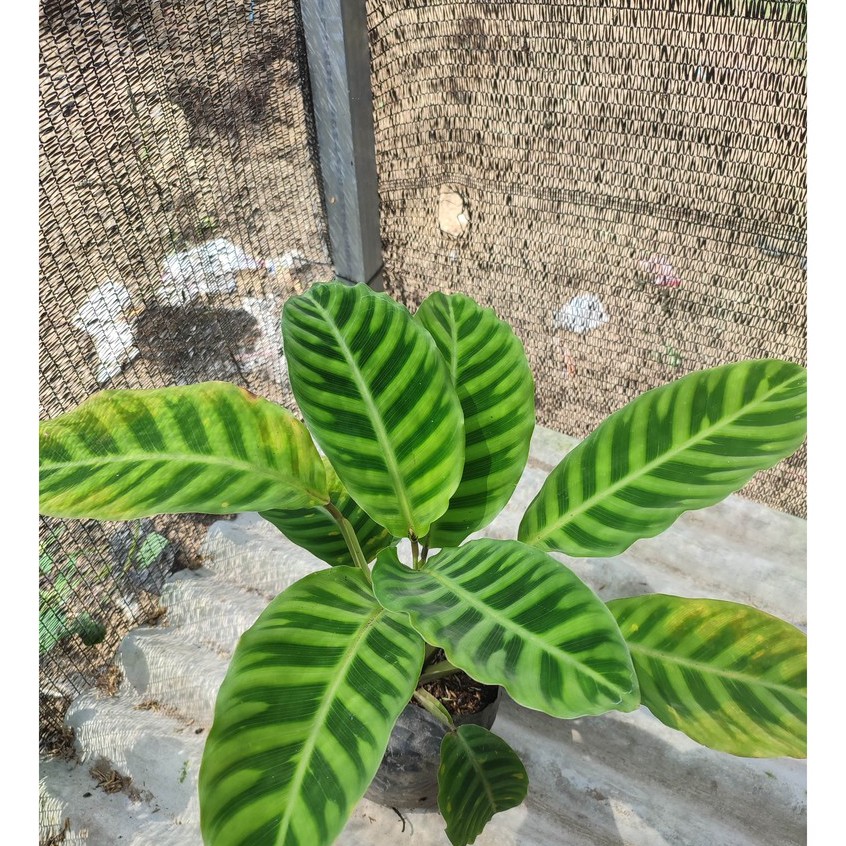 Bunga Kalatea Calathea Zebrina Calathea Pisang Cantik Murah Berkualitas