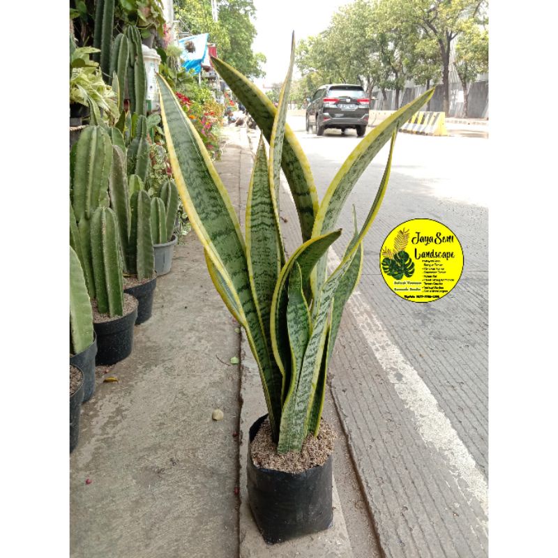 TANAMAN HIAS SENSIVERA/LIDAH MERTUA + POT HITAM