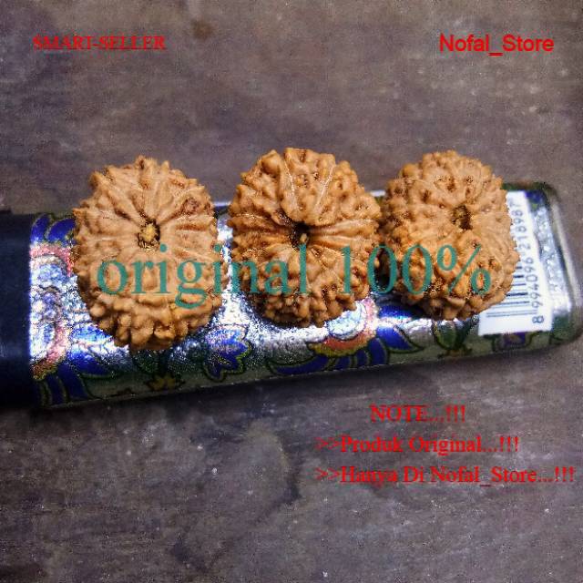 JENITRI BODONGAN MUKHI 13 GARIS 13