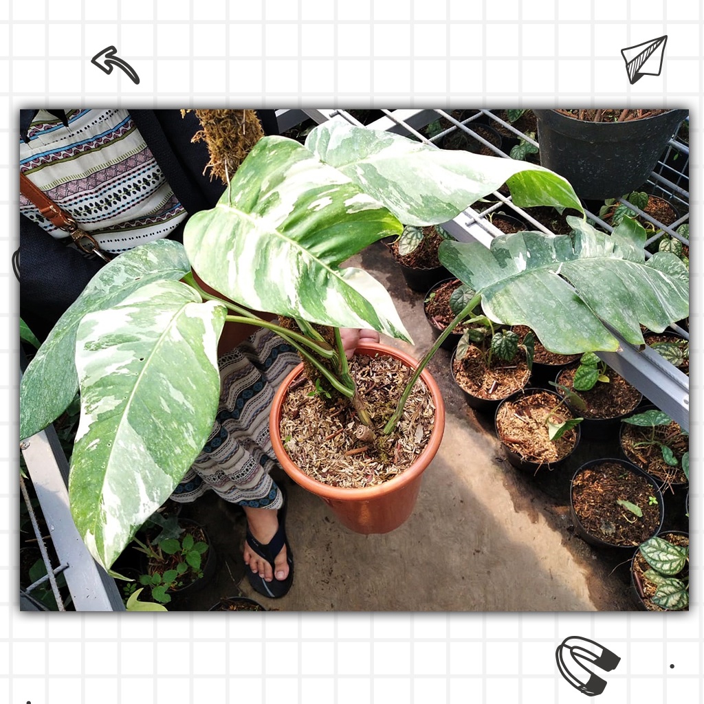 Epip Prenum Varigata