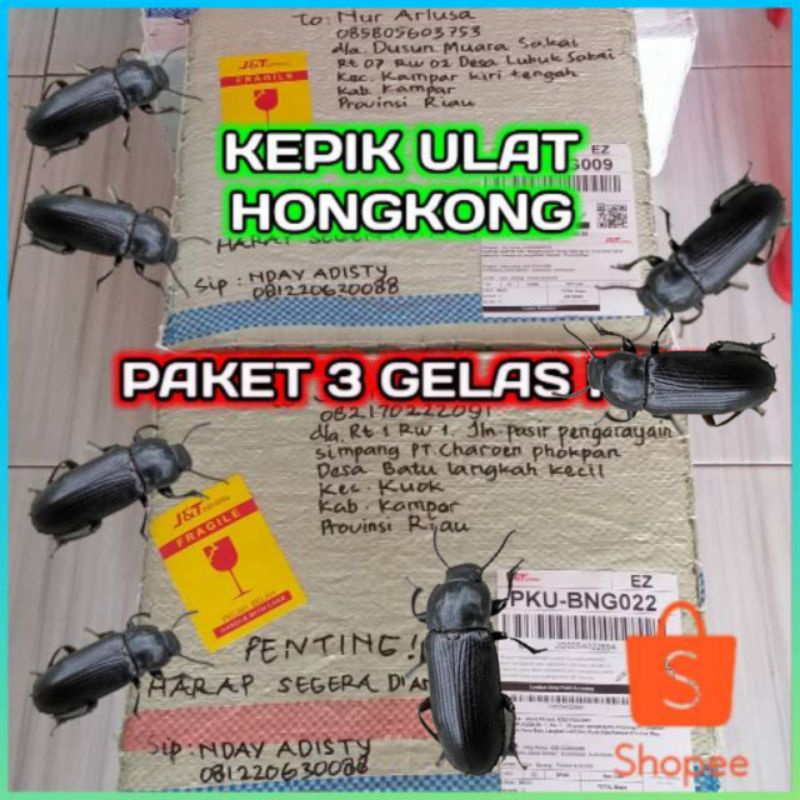 KEPIK ULAT HONGKONG