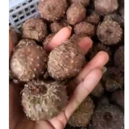 bibit porang asli dari umbi 1kg isi 10-30 biji