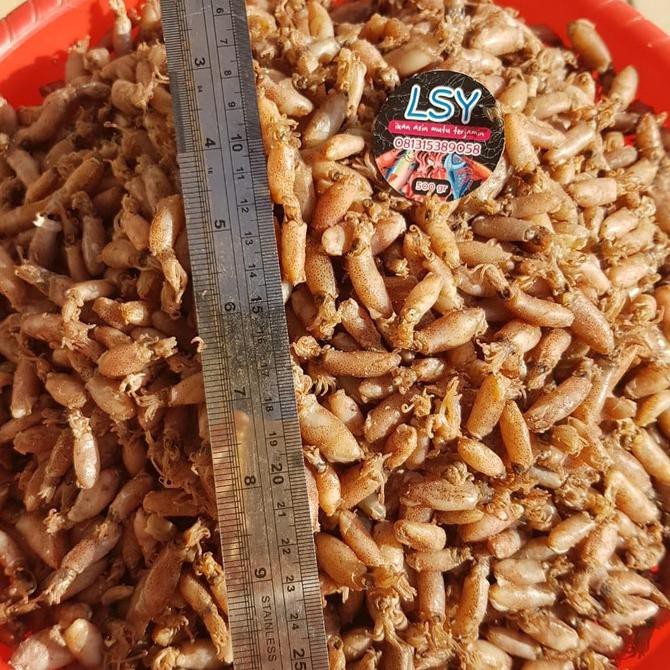 

baby cumi asin 500gr