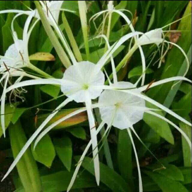 Tanaman umbi amarilis air mancur bunga putih umbi bakung amarilis