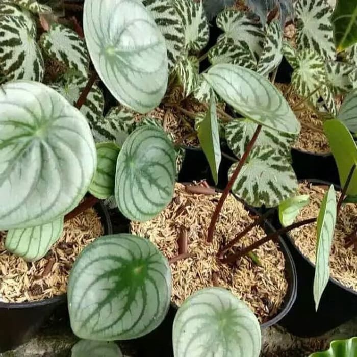 Tanaman hias peperomia pot keladi semangka