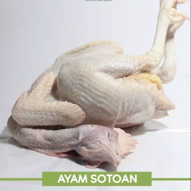 Ayam Sotoan / Ayam Telur Size Medium