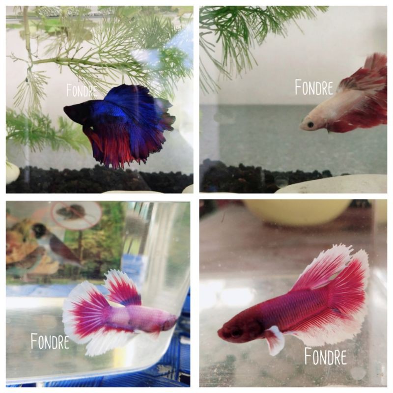 IKAN CUPANG BIG EAR JANTAN BISA PILIH SESUAI FOTO HIAS HALFMOON HALF MOON BUKAN BLUE RIM CERAH SEHAT
